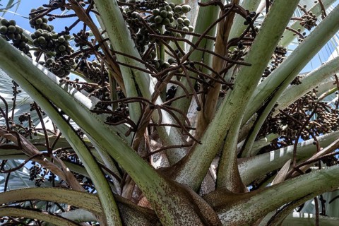 Talipot palm (Corypha Umbraculifera)