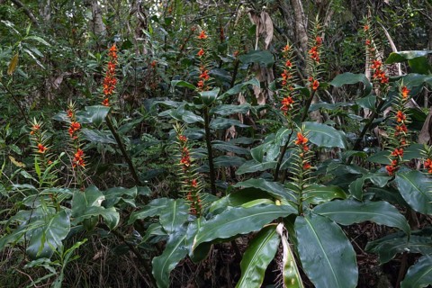 Fruit stand of Kahili ginger (Hedychium gardnerianum)