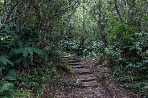 Trail through tropical vegetation in the rainforest of the Cirque de Cilaos