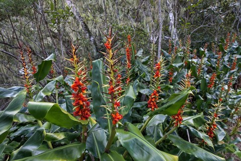 Fruit stand of Kahili ginger (Hedychium gardnerianum)