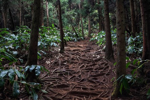 Trail over roots in the Foret des Makes forest