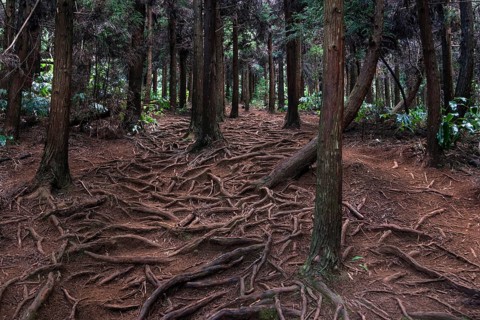 Trail over roots in the Foret des Makes forest
