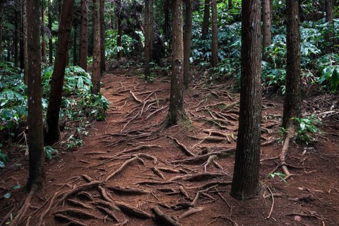 Trail over roots in the Foret des Makes forest