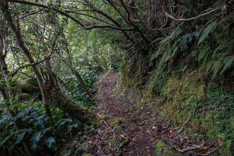 Trail with typical vegetation in the cloud forest Foret des Makes