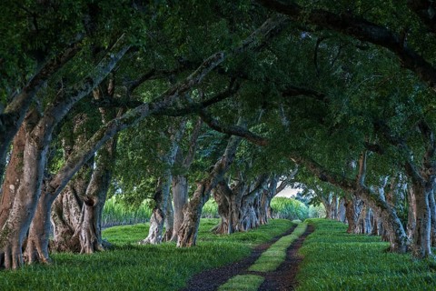 Avenue with old trees