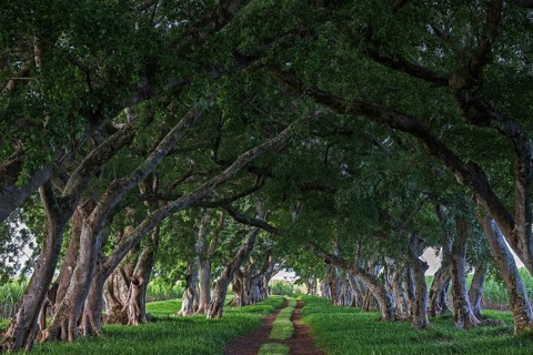 Avenue with old trees