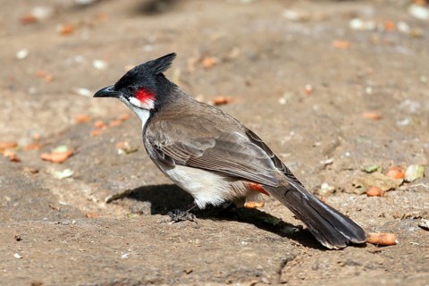 Red-whiskered bulbul (Pycnonotus jocosus)