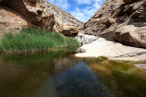River with reeds in the Barranco de las Penitas