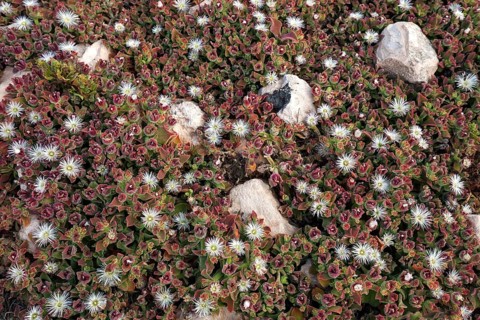Ice plant (Mesembryanthemum crystallinum)