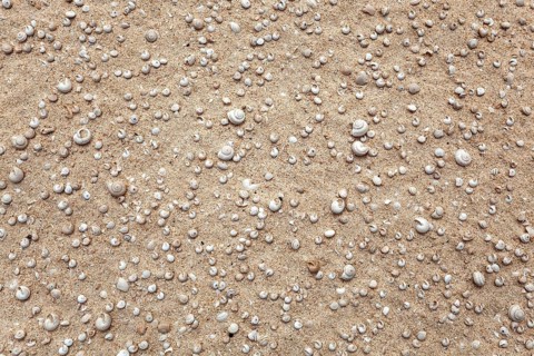Small shells and snail shells in the sand