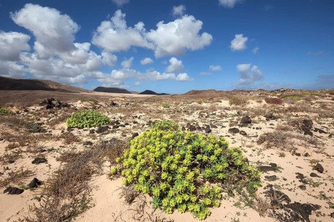 Barren landscape in the southern area of the Corralejo Natural Park