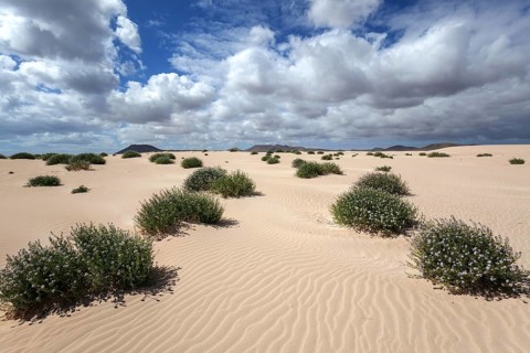Flowering plants growing in the sand dunes