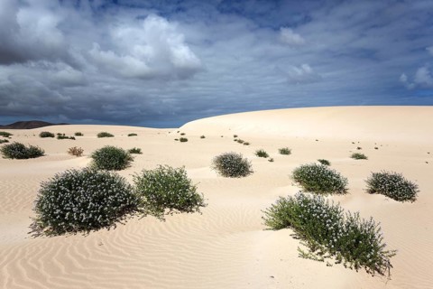 Flowering plants growing in the sand dunes