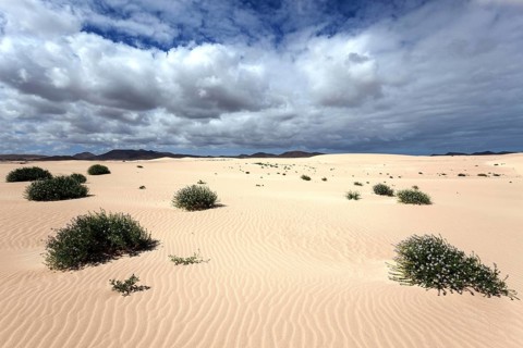 Flowering plants growing in the sand dunes