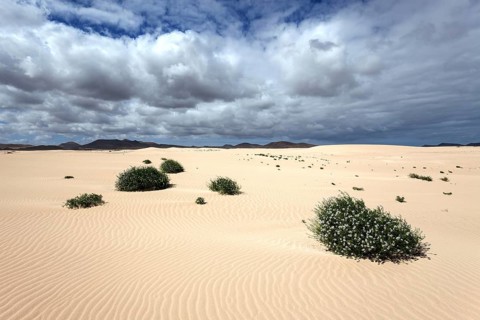 Flowering plants growing in the sand dunes