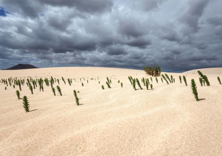Ononis natrix (Ononis natrix) in the sand dunes