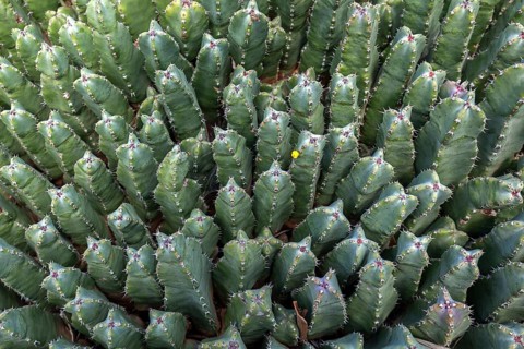 Resin spurge (Euphorbia resinifera)