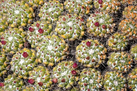 Mammillaria standleyi (Mammillaria standleyi)