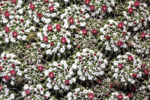 Mammillaria standleyi (Mammillaria standleyi)