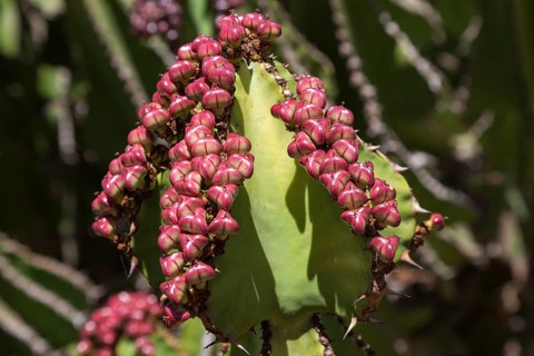 Candelabra tree (Euphorbia cooperi) with small red fruits