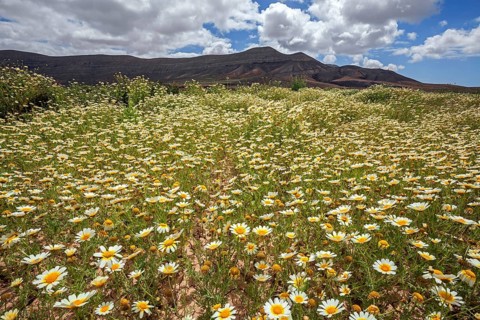 Meadow with daisies (Leucanthemum)