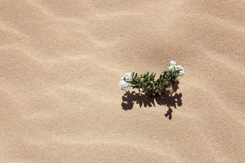 Flowering plant in the sand dunes