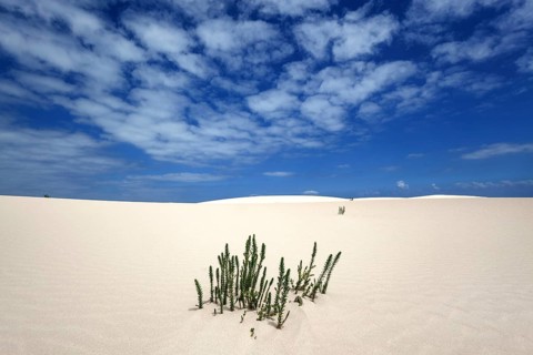 Ononis natrix (Ononis natrix) in the wandering dunes of El Jable
