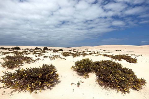 Blooming desert plants ononis (Ononis vaginalis) in the wandering dunes of El Jable
