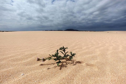 Flowering plant in the sand dunes