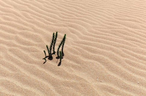 Ononis natrix (Ononis natrix) in the wandering dunes of El Jable