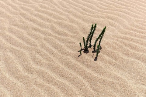 Ononis natrix (Ononis natrix) in the wandering dunes of El Jable
