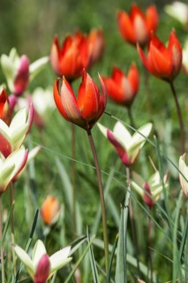 Red tulips (Tulipa orphanidea)