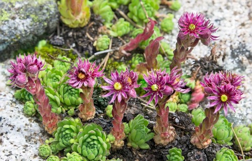 Cobweb Houseleek (Sempervivum arachnoideum)