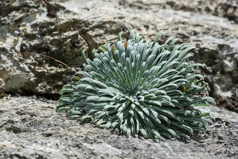 Pyrenean Saxifrage (Saxifraga longifolia)