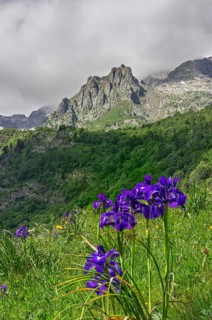 English Iris (Iris latifolia)