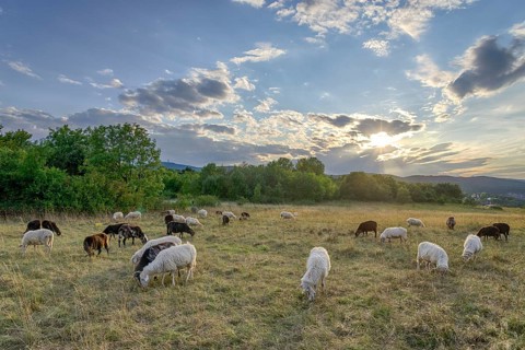 Flock of sheep