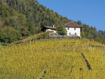 Autumnal vineyards and farmhouse