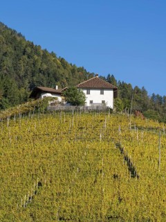 Autumnal vineyards and farmhouse