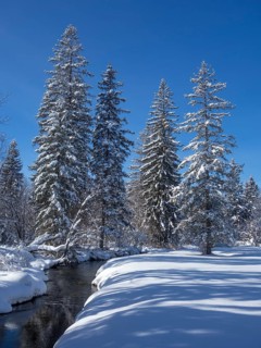 Winter stream