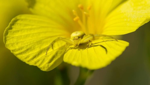 Goldenrod crab spider or flower spider (Misumena vatia) female on rock rose (Helianthemum sp.)