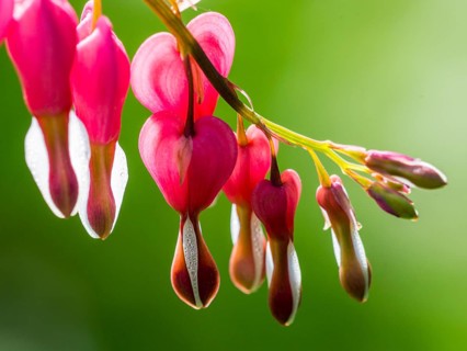 Asian bleeding-heart (Lamprocapnos spectabilis)