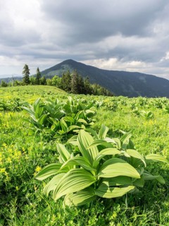 White hellebore (Veratrum album)