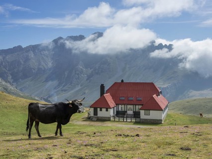 Bull in front of Chalet Real