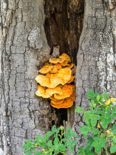 Yellow tree sponge in an oak trunk (Quercus)