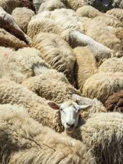 Flock of sheep