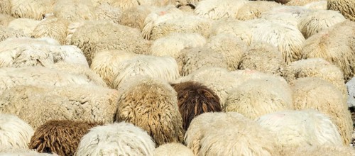 Flock of sheep