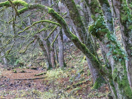 Mossy trees in Hartlgraben