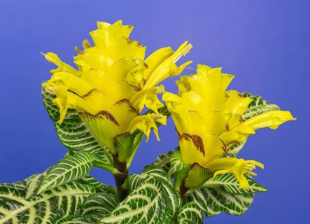 Aphelandra (Aphelandra sp.) flower