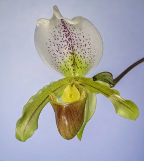 Venus slipper orchid (Paphiopedilum)