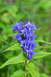 Willow Gentian (Gentiana asclepiadea)